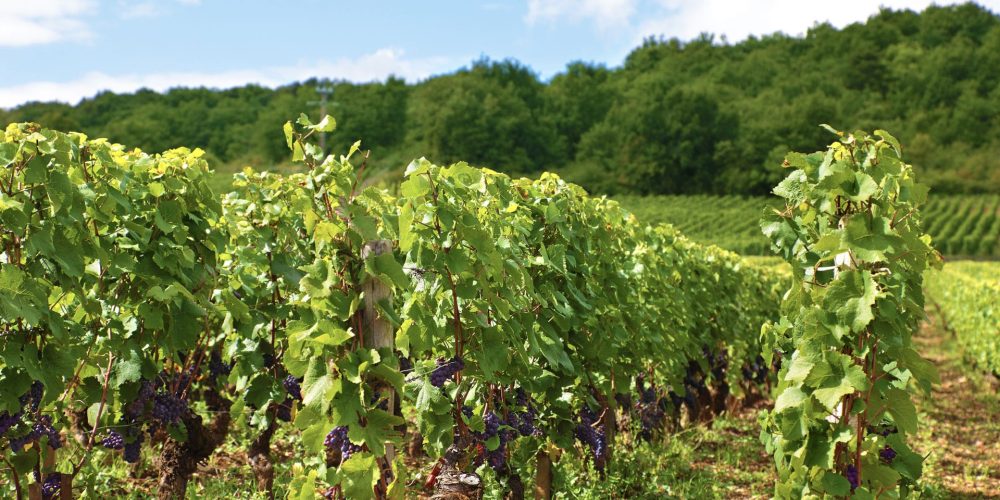 avocat_viticulteurs